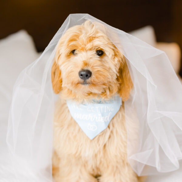 Dog Dressed Up With Veil and Bandana for Wedding