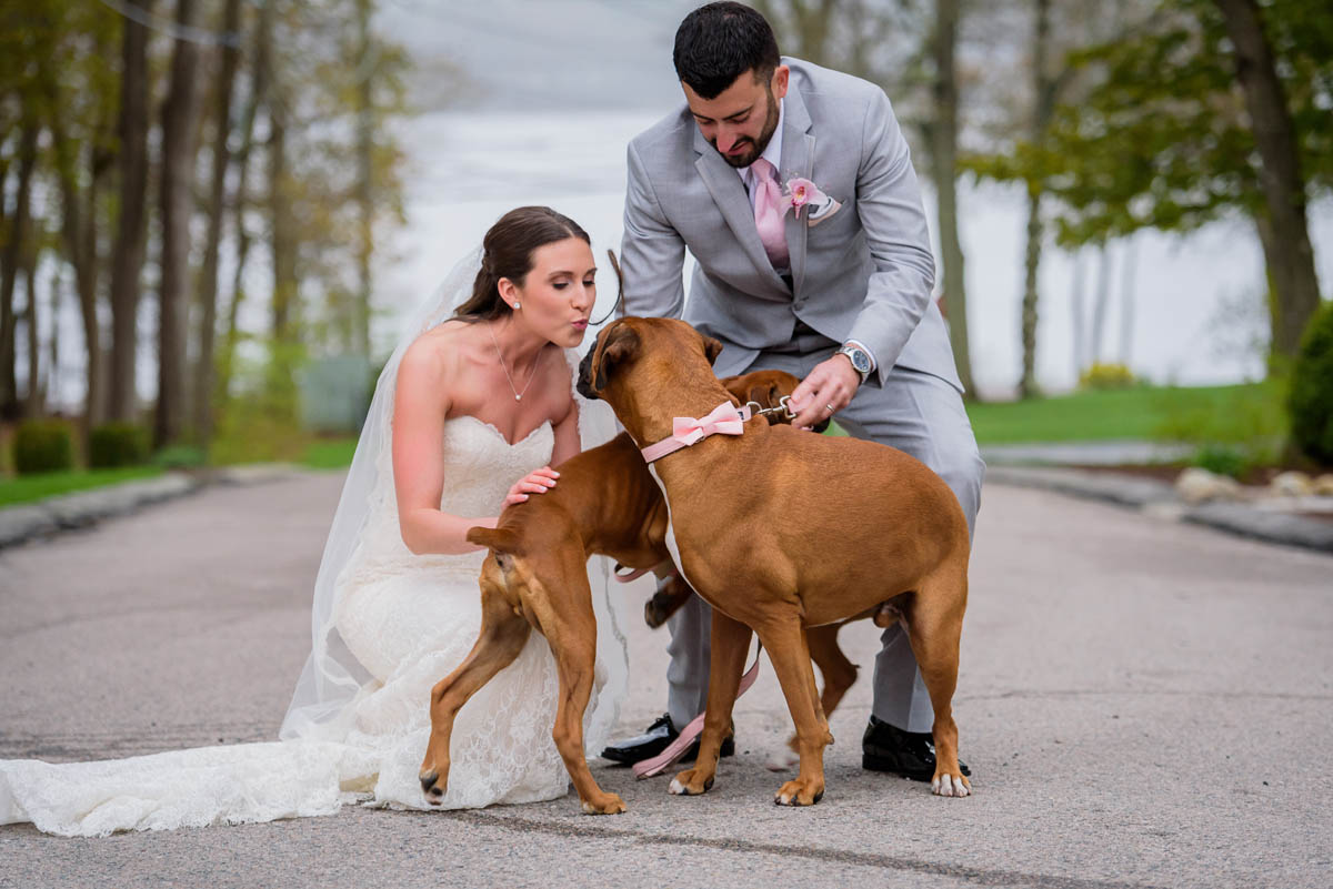 boxer dogs at wedding
