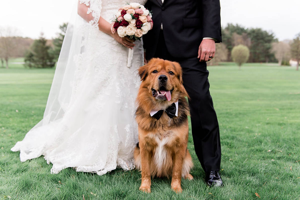 Dogs at Weddings Dos, Don'ts, & Adorable Photos 🐶