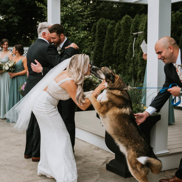 dog jumps up on bride