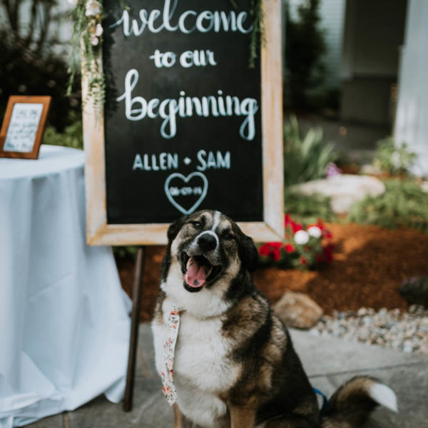 dog in a tie at wedding