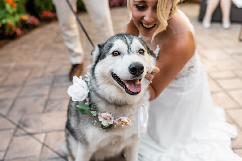 Husky at Wedding with Flower Collar