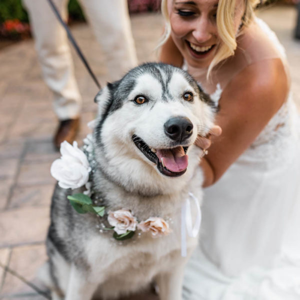 husky at wedding